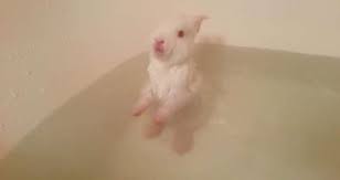 One person can keep a firm hold of the bunny while the other cleans it. Rabbit Bath Videos Are Actually The Opposite Of Cute The Dodo