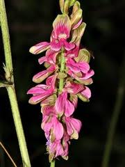 Image result for Indigofera schimperi