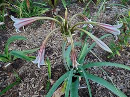 Image result for Crinum verdoorniae