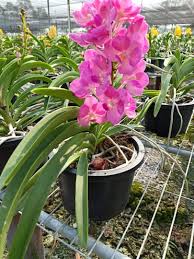 Temukan lagu terbaru favoritmu hanya di lagu 123 stafaband planetlagu. Orchid Plant Pink Orchid Vanda Orchid Pink Vanda Real Plant Pokok Bunga Orkid Home Furniture Gardening On Carousell