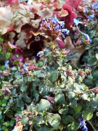 Image result for Ceratostigma griffithii