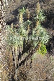 Image result for Nolletia arenosa