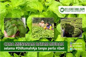 Jadi bayam bisa tumbuh subur dengan cara tanam yang tepat. Cara Menanam Bayam Mudah Selama Di Rumah Aja Tanpa Perlu Ribet