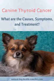 Benign adenomas occur more often than malignant tumors. Canine Thyroid Cancer Symptoms And Treatment