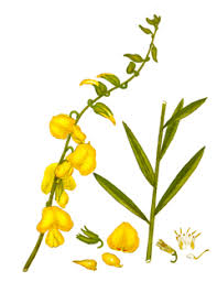 Image result for Crotalaria juncea