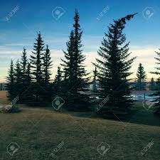 Types of trees such as pines, firs, spruces, and cedars these evergreens don't grow too tall. Park Landscape At Dusk With Tall Evergreen Trees In Grass Field Stock Photo Picture And Royalty Free Image Image 75210429