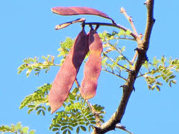 Image result for Acacia burkei