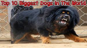Top 10 Biggest Dogs In The World Best Dog Compilation Tibetan Mastiff Dog Big Dog Breeds Aggressive Dog