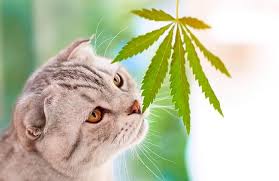 A cbd tincture contains the extracted cannabidiol (cbd). Cbd Pet Supplements May Affect Dogs And Cats Differently Petfoodindustry Com