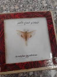النطاط ذو الجناح الاحمر Home Decor Decor Frame