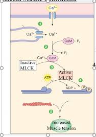 In skeletal muscle, a single type of somatic nervous system traverses to muscle, where it stimulates organelle in the muscle cells in order to release calcium. Smooth Muscle Contraction Diagram Quizlet