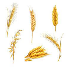 Wheat Stalk Free Clipart Clipart Wheat Tattoo Wheat Drawing Wheat Vector