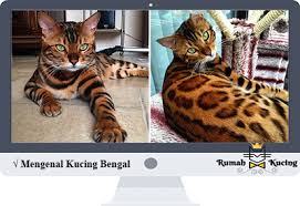 Makanan kucing royal canin bengal 2 kg. Mengenal Kucing Bengal Sejarah Ciri Karakteristik Makanan