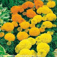 Long cultivated for its pungent flavor and purported medicinal properties, garlic is primarily propagated by cloves which are typically planted in the fall for harvest the following summer. Mexican Marigold Dwarf Varieties Mix Aztec Marigold 135 Seeds Garden Seeds Market Free Shipping