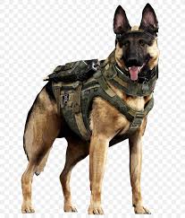Free download hd or 4k use all videos for free for your projects. German Shepherd Call Of Duty Ghosts Malinois Dog Dogs In Warfare Military Png 773x960px German Shepherd