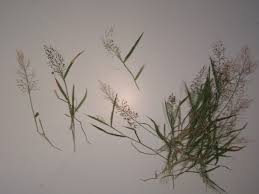Image result for Eragrostis atrovirens