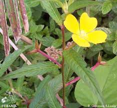 Image result for Ludwigia octovalvis