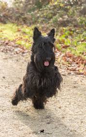 Pin By Mary Douglas On Dogs Scottish Terrier Small Dog Breeds Terrier