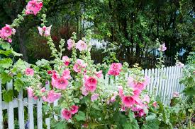 Flowers that grow in winter nz. 6 Flowers For The Cottage Garden