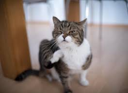As such, they must never be used in other animals. Itchy Cats Causes And Treatment Petmd