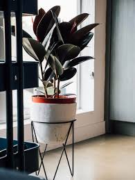 The name 'rubber plant' is not entirely accurate: Ultimate Guide To Rubber Tree Plants Ficus Elastica Petal Republic