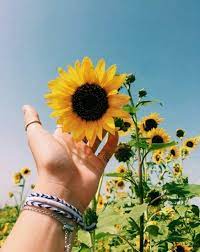 Fondo De Pantalla Compartido Tumblr Fotografia De Girasol Flor Estetica Ilustracion De Girasol