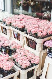 Copenhagen Fleur Amour Fleur Rose Belles Fleurs