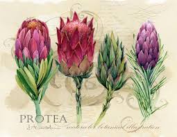 Personalized botanical prints posters & prints from zazzle! Botanical Poster Stock Illustrations 95 795 Botanical Poster Stock Illustrations Vectors Clipart Dreamstime