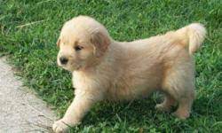 Golden retriever puppies for sale in valencia ca. Golden Retriever Puppy S Price 600 00 For Sale In Santa Clarita California Best Pets Online