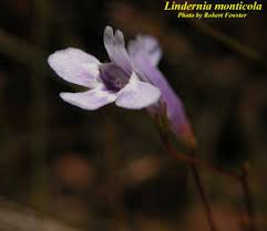 Image result for Lindernia monroi
