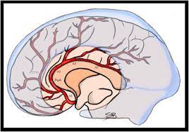 We did not find results for: Anatomy Of The Distal Anterior Cerebral Artery And Relationship With Download Scientific Diagram