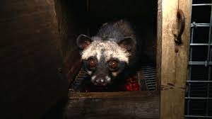 The wild cat eats the ripe coffee cherries and digest everything but the coffee beans inside. Civet Cat Poop Coffee The World S Most Expensive Brews Up Animal Rights Controversy Abc News