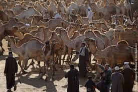 Nice compound including swimming pool and barbeque area. Thousands Of Camels Are Sold At Birqash Camel Market