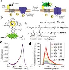 We did not find results for: Detection Of Metal Ions In Biological Systems A Review