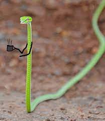 Snakes With Arms Drawn On Make The World A Better Place Snakes Funny Cute Reptiles Cute Funny Animals