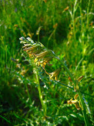 Image result for Dipcadi