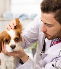 Farmacia Corsano Notaro