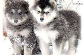 One bark plaza offers beautiful puppies & dogs, sourced from quality breeders we know and trust. Rare Blue Coated Hybrid Puppy Wolf Hybrid Puppies Wolf Dog Wolf Dog Puppy