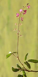 Image result for Desmodium subsecundum