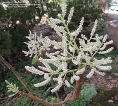 Image result for Tetradenia