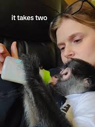 Jack Wayne Combs Monkey