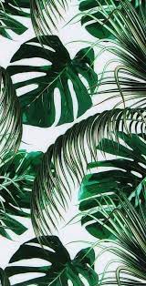 Wallpaper Backgrounds Iphone Wallpaper Green Green Leaf Wallpaper Leaves Wallpaper Iphone