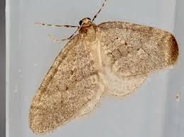 Image result for Operophtera fagata