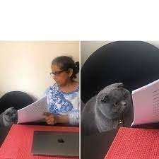 Cat Looking At Paper Meme Template R Memetemplatesofficial