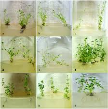 Image result for Ocimum minutiflorum