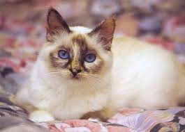 Tortie Point Birman Pretty Cats Cute Cat Breeds Cute Cats And Kittens