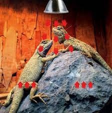 How long do you keep a heat lamp on for a lizard? The Revolutionary Infrared A B Deep Heat Projector