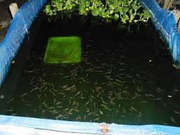 Desain Kolam Ikan Gabus Harus Tinggi Atau Berpenutup Rapat Youtube