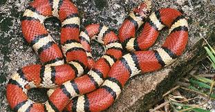 Maybe you would like to learn more about one of these? Rot Schwarz Weiss Gestreifte Schlange Im Westerwald Zoos Und Tierheime Waren Ratlos Archiv Rhein Zeitung
