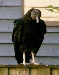 Birds Outside My Window The Bird Singing Outside My Window Bird Birds Eagles